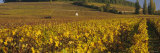Vineyard on a Landscape, Bourgogne, France Photographic Print