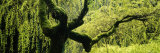Moss on a Weeping Willow Tree, Japanese Garden, Washington Park, Portland, Oregon, USA