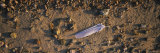 Feather on the Beach, Joutseno, Southern Finland, South Karelia, Finland
