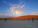 Buy Red dunes and dead acacia tree, Dead Vlei, Namib-Naukluft-Sossusvlei, Namibia at AllPosters.com