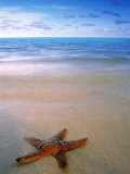 Buy Starfish on Beach, Maldives at AllPosters.com