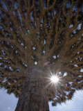 Dragonblood Tree, Homil Plateau, Socotra Island, Yemen