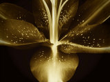 Lily Landscape