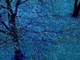 Autumn Tree in Blue, Green, and Purple