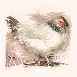 Light Sussex Hen