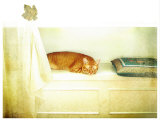 Catnap