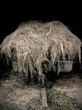 Buy Hay Covered Wagon at AllPosters.com