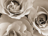 Three White Roses