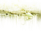 Crane Standing in Shallow Waters