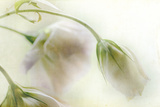 Study of Wilting White Flowers