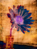 Purple Daisy