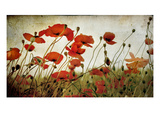 Orange Flower Patch