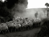 The Shepherd