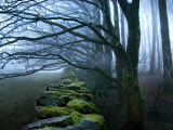 Buy Moss Covered Stone Wall and Trees in Dense Fog at AllPosters.com