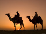 Camels Near the Pyramids at Giza, Cairo, Egypt