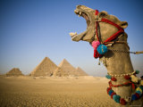 Camel at the Pyramids, Giza, Cairo, Egypt