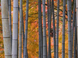 Maples Trees and Bamboo, Arashiyama, Kyoto, Japan