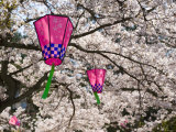 Cherry Blossoms and Decorative Lanterns, Miyajima, Hiroshima, Japan