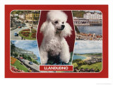 1989 Llandudno, Wales Postcard with Poodle