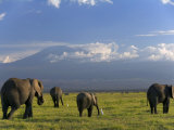 Elephant, Mt. Kilimanjaro, Masai Mara National Park, Kenya