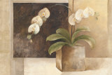 Contemporary Orchid