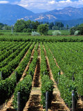 Vineyard, Calistoga, Napa Valley, California