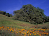 Buy Walnut Creek, Mt. Diablo State Park, California at AllPosters.com