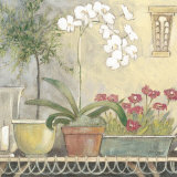 Orchid
