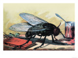 Fly