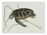 Buy Green Turtle Natural History of Carolina, Florida and Bahamas at AllPosters.com