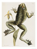Buy Bullfrog Natural History of Carolina, Florida and Bahamas at AllPosters.com