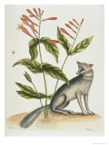 Buy Grey Fox Natural History of Carolina, Florida and Bahamas at AllPosters.com