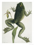 Buy Bullfrograna Maxima at AllPosters.com