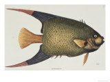 Buy Angel Fish Natural History of Carolina, Florida, and Bahamas at AllPosters.com