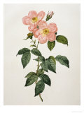 Buy Rosa Indica Frangras at AllPosters.com