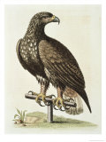 White Tailed Eagle from Hudson's Bay, c.1751