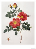 Buy Rosa Eglanteria at AllPosters.com