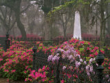 Buy Spring Azaleas at Historic Bonaventure Cemetery, Savannah, Georgia at AllPosters.com
