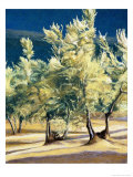 Buy Olive Trees in Italy at AllPosters.com