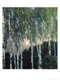 Buy Birch Trees at AllPosters.com