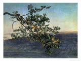 The Branch