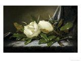 Giant Magnolias on a Light Blue Velvet Cloth
