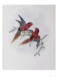 Buy Pectoral Lorikeet at AllPosters.com