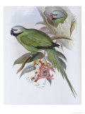 Buy Grey Headed Parakeet at AllPosters.com