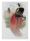 Buy Marquis de Raggi's Bird of Paradise at AllPosters.com