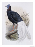 Buy Bulwer's Pheasant at AllPosters.com