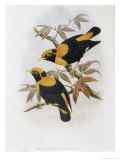 Robertson's Starling
