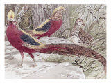 Gold Pheasant
