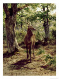 Stag on Alert in Wooded Clearing