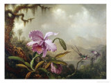 Hummingbirds and Orchids